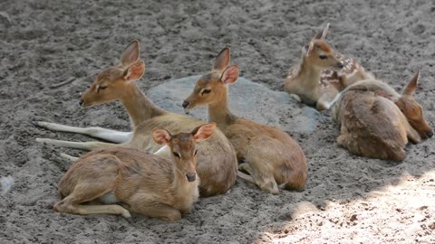 Animal Deer Nature Wild Wildlife