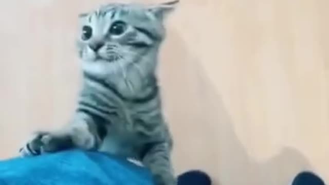OMG HOW FREAKING CUTE CAT 😂😂😂