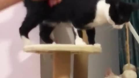 LOL, Latest Funny Cats Videos Best Funny Cats Shorts Clips 😺😂😂 #funnyanimals