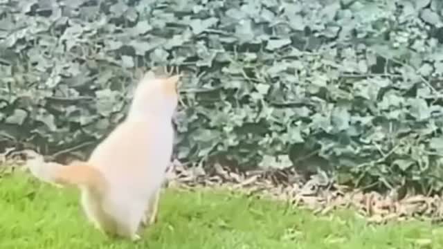 Funny And Cute Animals