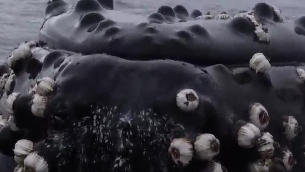 Insanely Friendly Humpback whale plays with boat