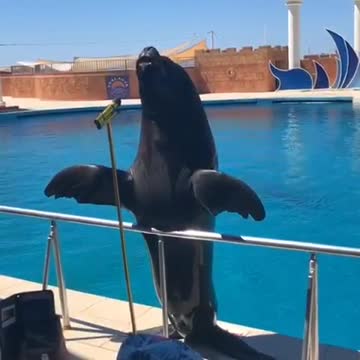 the cutest dolphin at the show's definars