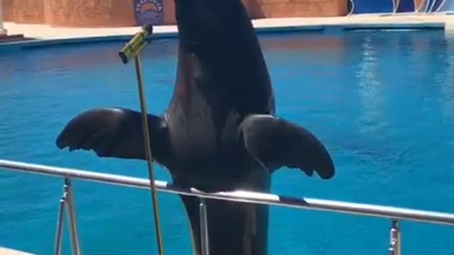 the cutest dolphin at the show's definars