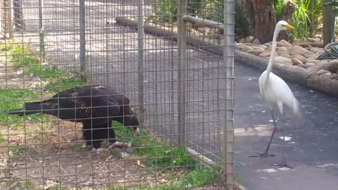 Eagle attacks bird at Featherdale Wildlife Park, Sydney, Australia