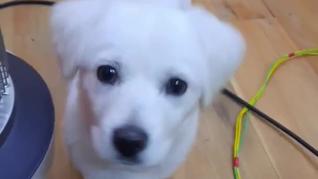 Cute dog animal video