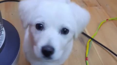 Cute dog animal video