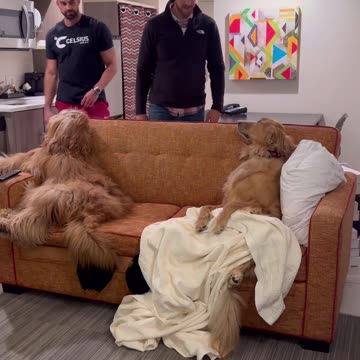 echnically all of the things they did were misdemeanors… #dog