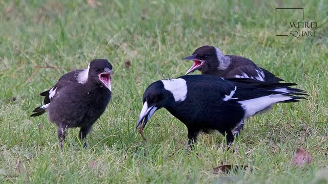 by odd box : Interesting Australian Magpie information