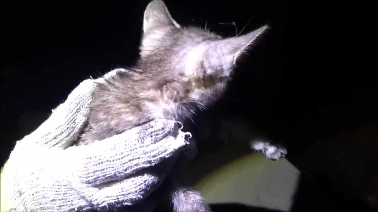 野良子猫 雨の夜にやって来た男の子