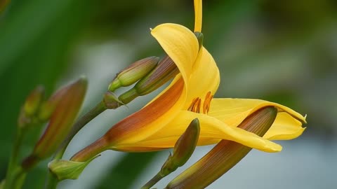 Tiger Lily Flower