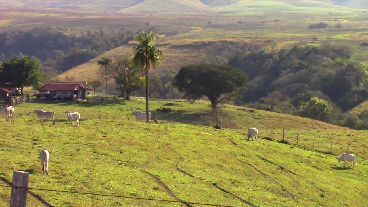 Farm Bois Field Nature Cows Animals Landscape