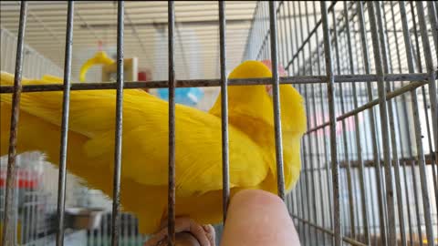 Parrot goes into trance during head scratch
