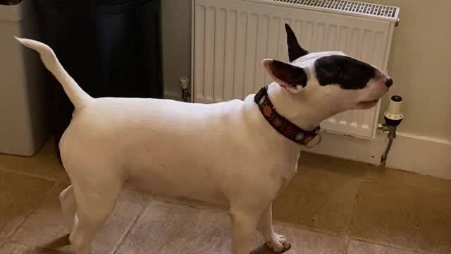 Restless Doggo Just Wants to Play With Milk Carton