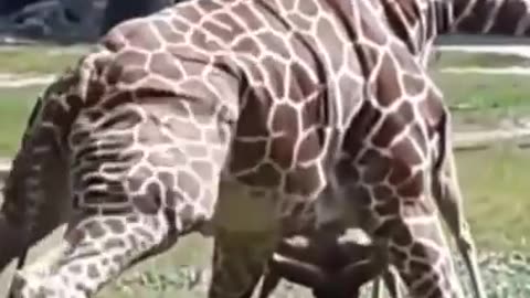 fighting giraffe