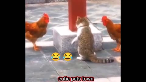 Very funny Cat