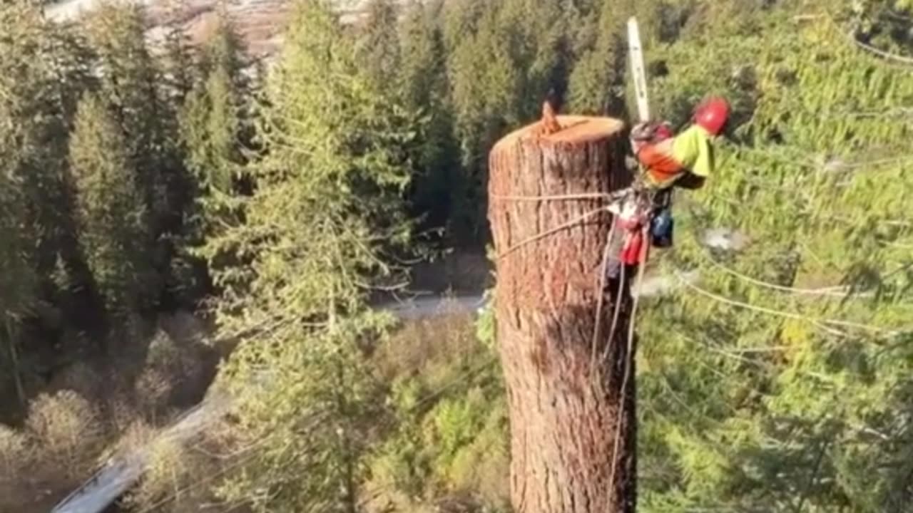 High-altitude tree cutting—how do these daredevils do it? 🌲🪓 #FearlessHeroes