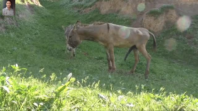 Super Murra and Donkey Meeting the animal planet