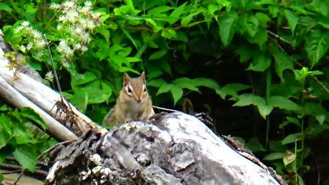 Chipmunk