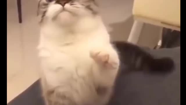 Cat Comedy Video Cat Funny video Part30 #CatShort #CatVideo