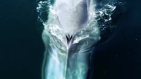 BLUE_WHALE_🐋الحوت الأزرق في الماء المثالي In_Perfect_Ocean🌊 #Whale #Viral_Shorts
