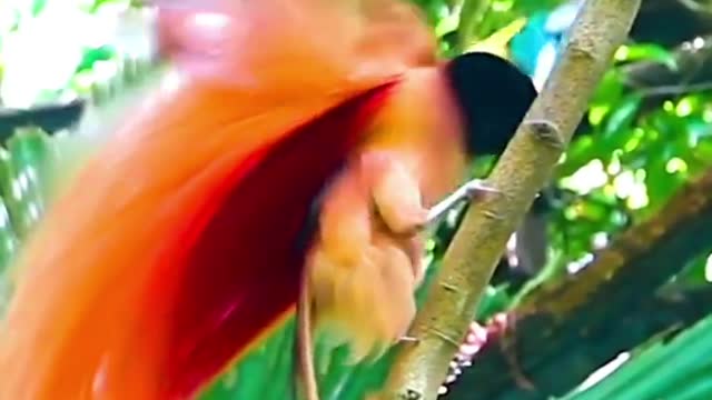 Bird of paradise