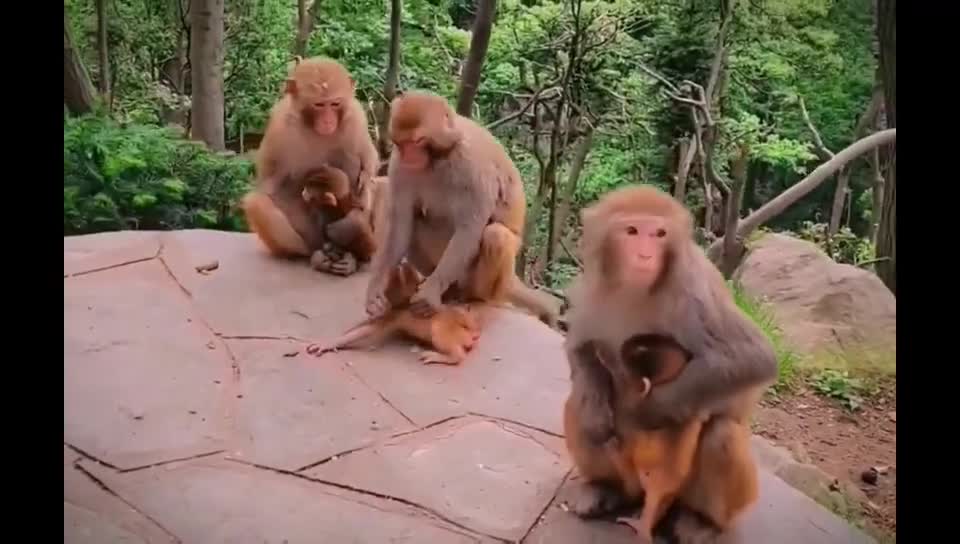 The daily life of monkeys and baby monkeys