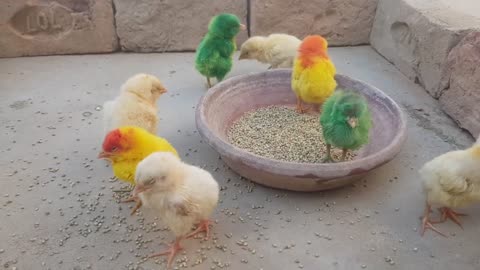 Lovely Hen Chicks eating food _ Bajri _ Beautiful chicks _ chicks village