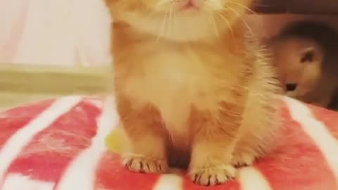 Funny cat baby