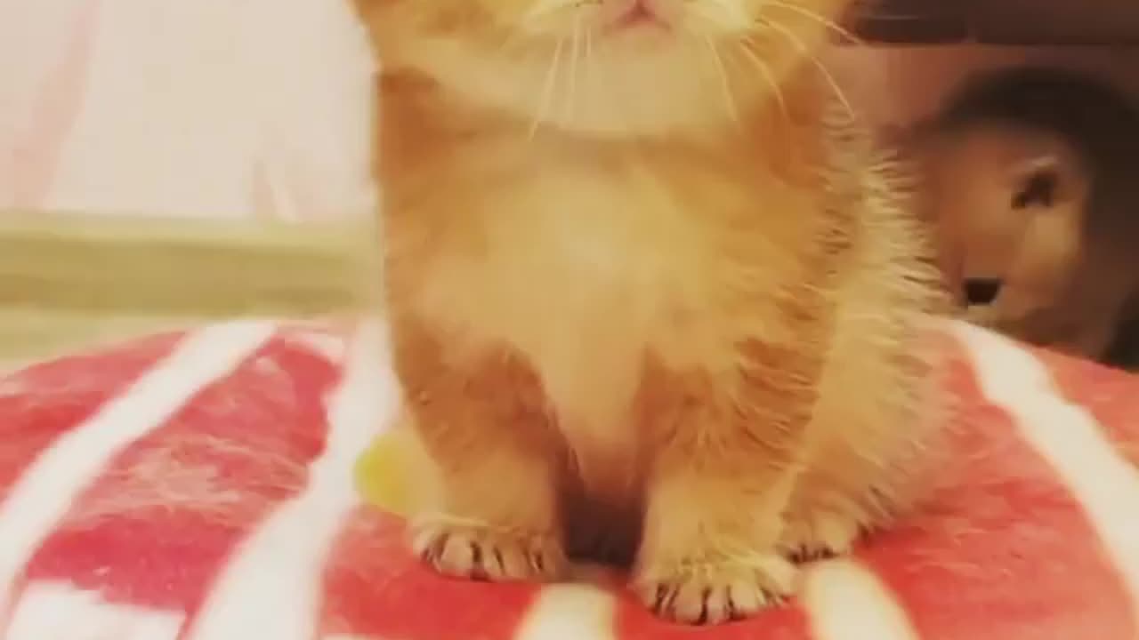Funny cat baby