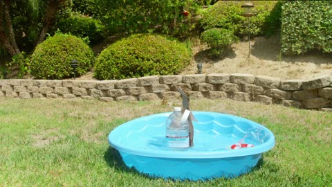 World's First Cat Lifeguard