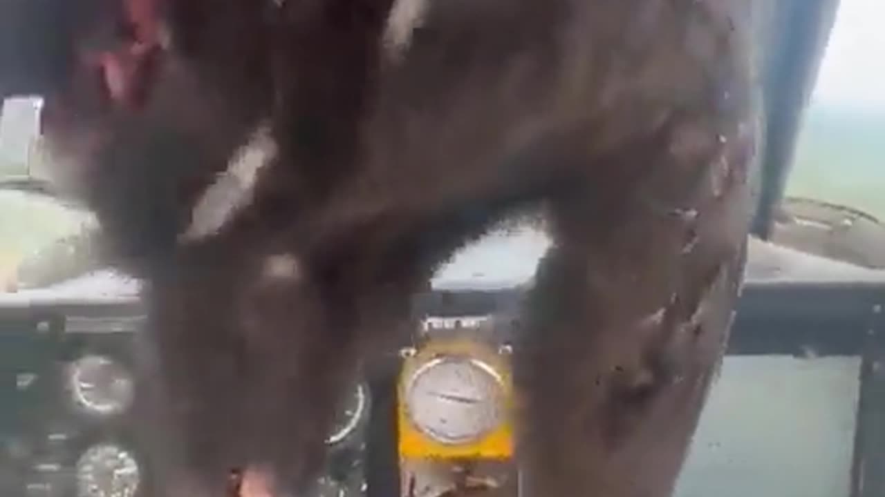 Bird hit...