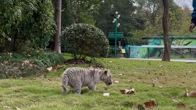 Cute little white tiger