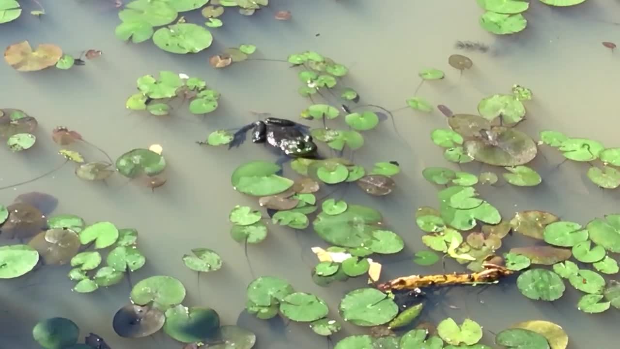 Bull frog