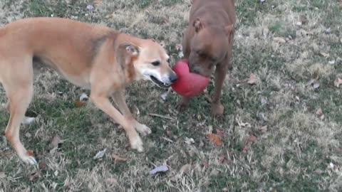 Jessie and Ozzy tandem ball retrieval