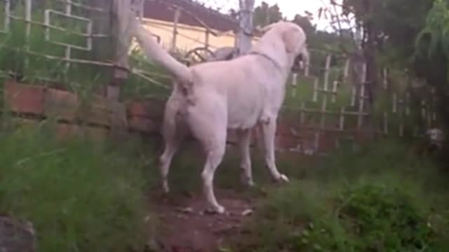 Aggressive Labrador