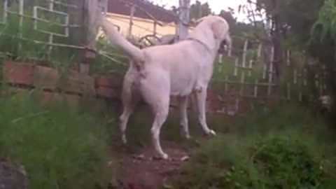 Aggressive Labrador