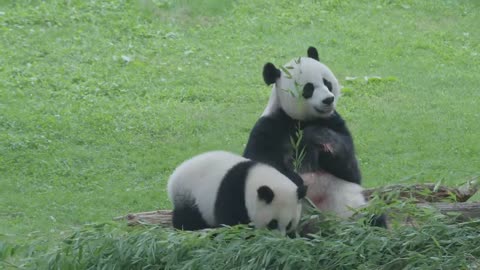 Panda cub