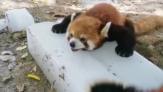 Red Panda