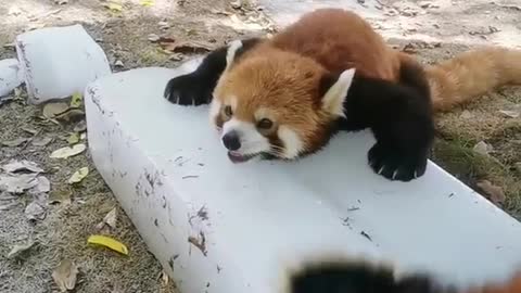 Red Panda