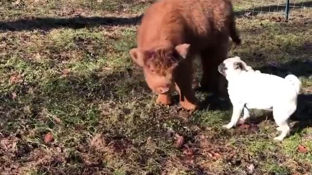 Cow mother encourages her dogs to take their first steps