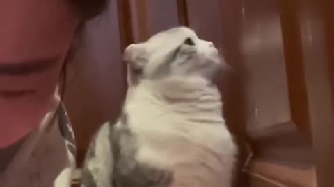 Funny cats , Beautiful Cats , cats