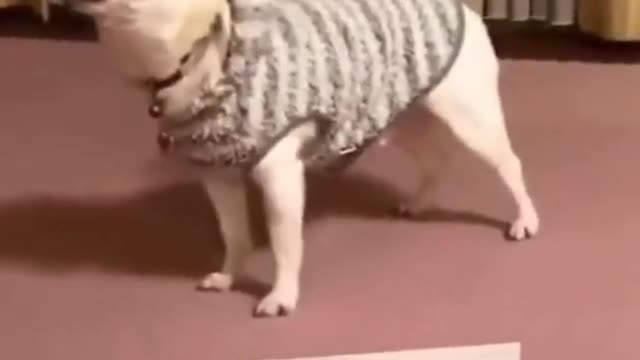 _Shorts super funny dog and cat