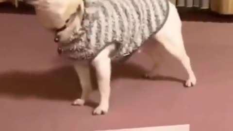 _Shorts super funny dog and cat