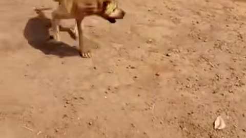 Dog thinking that his tail is revolving.