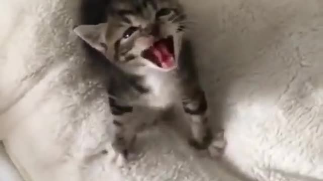 OMG Very Cute and Funny Cat