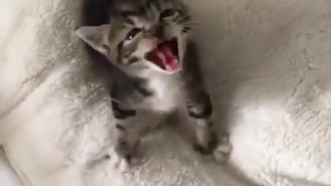 OMG Very Cute and Funny Cat