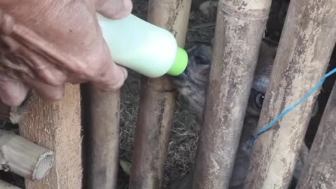 breastfeeding a baby goat with a pacifier