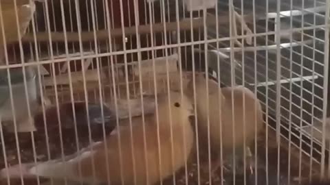 "Sitio And Sakura My Mini Doves Fall In ♥️🙉💃🎤🎶🌹Dove on top is Yajairo🕊️