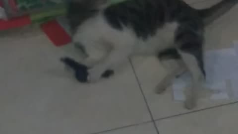 Tommy cats plays alone🐱 (kucing tomi main gigit)