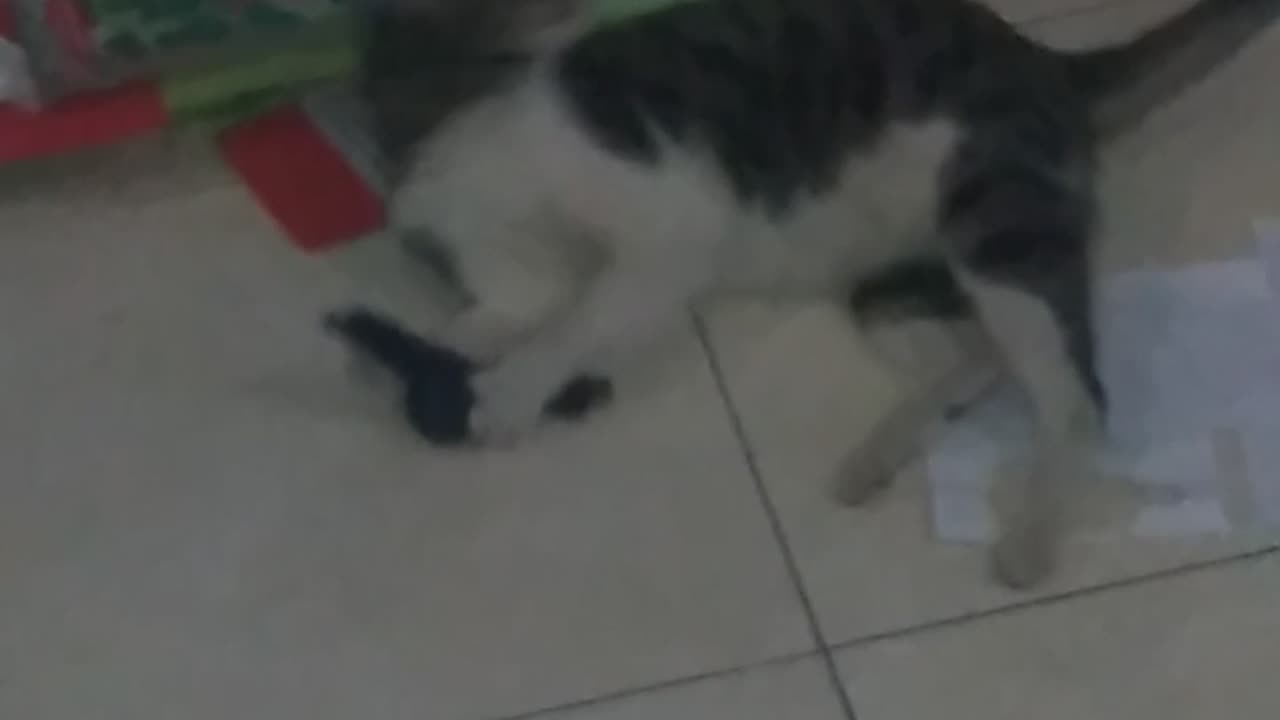 Tommy cats plays alone🐱 (kucing tomi main gigit)